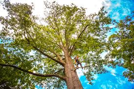 Best Tree Disease Treatment  in Kenai, AK